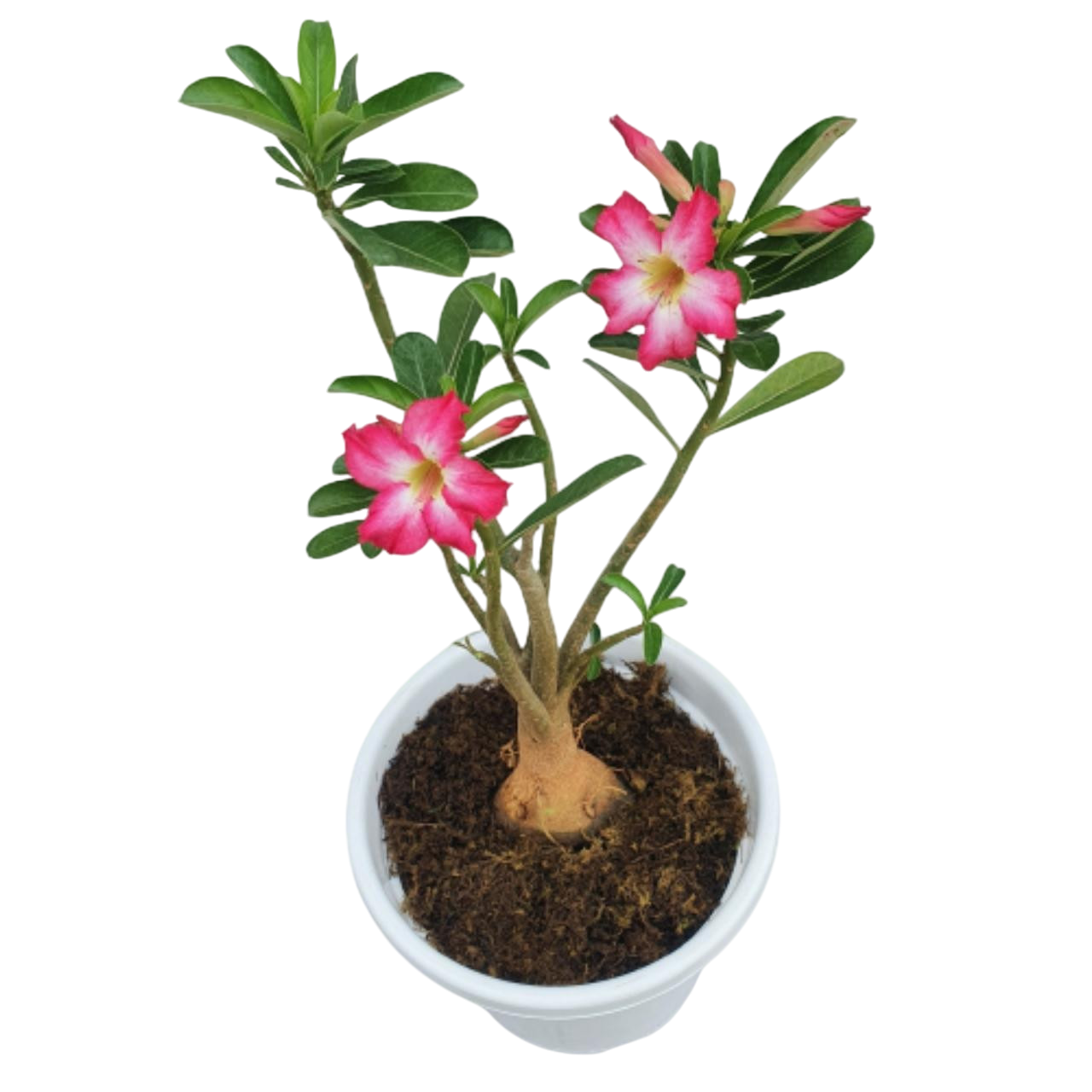 Adenium Plant - Pink Flower